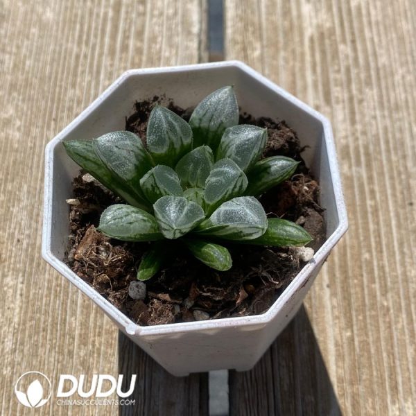 Haworthia Aike - Image 2