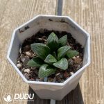 Haworthia Dancing on Ice - Image 2