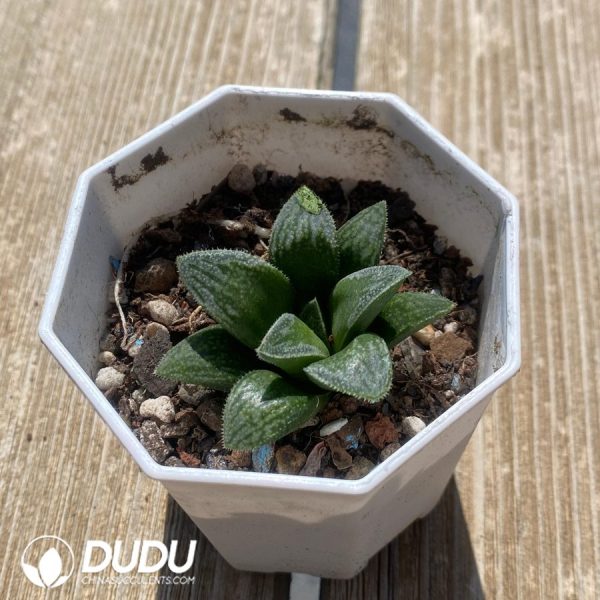 Haworthia Dancing on Ice - Image 2