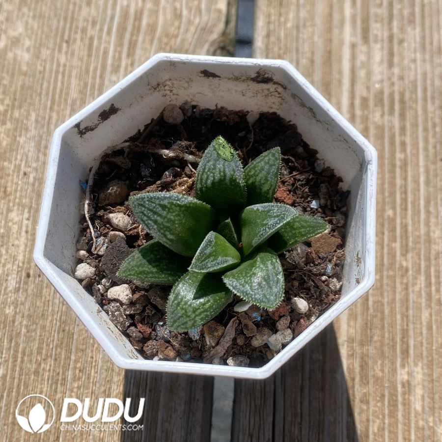 05548D60 Haworthia Dancing on Ice - Image 1