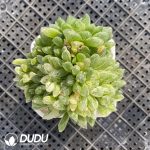 Haworthia obtusa Variegated