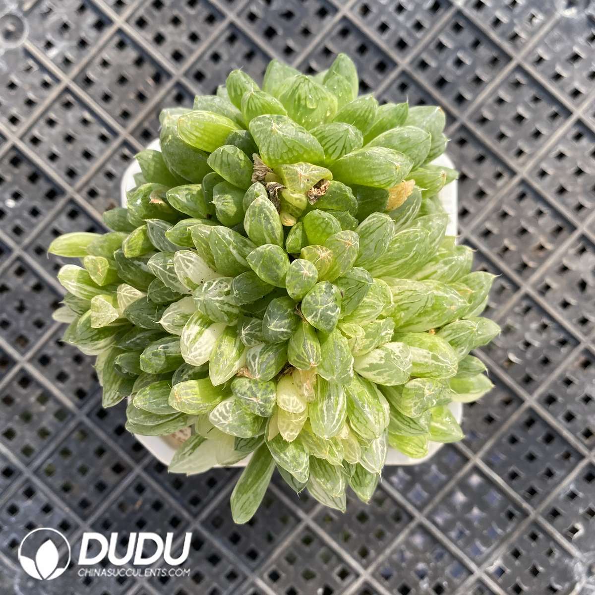 05604D60 (1) Haworthia obtusa Variegated - Image 1