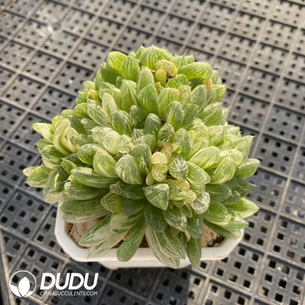 Haworthia obtusa Variegated - Image 2