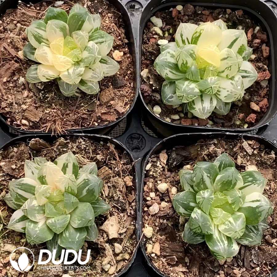 06174D65 Haworthia Red Mansion - Image 1