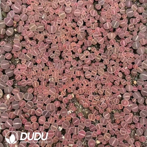 06451D12 Lithops KO(800-1000pieces) - Image 1