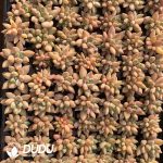 105Pcs Echeveria Charleston Seedlings(Mix & Match 5+)