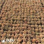 105Pcs Pachyphytum Colorata Seedlings - Image 2