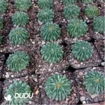 (Rooted Cutting)Cactus-Echinofossulo Multicostatus