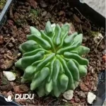 (Rooted Cutting)Cactus-Echinofossulo Multicostatus - Image 2