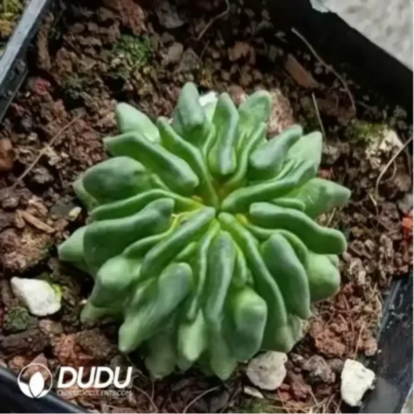 (Rooted Cutting)Cactus-Echinofossulo Multicostatus - Image 2