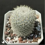 (Seed Grown)Cactus-Echinopsis white lady