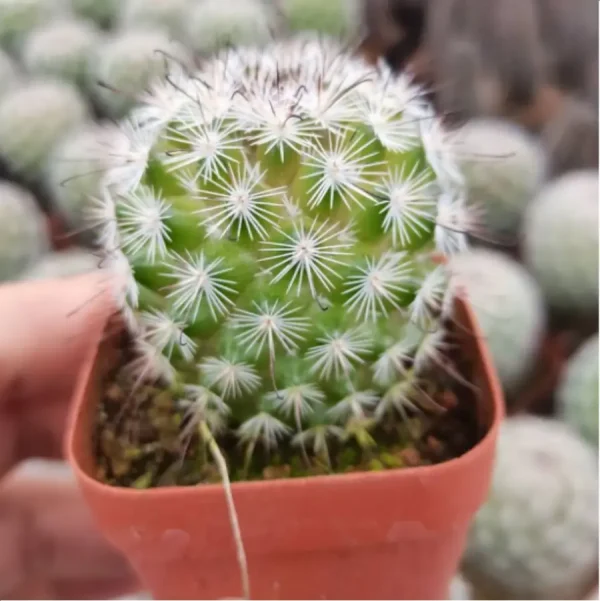 Cactus-Mammillaria albicans - Image 1