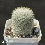 (Seed Grown)Cactus-Echinopsis white lady - Image 2