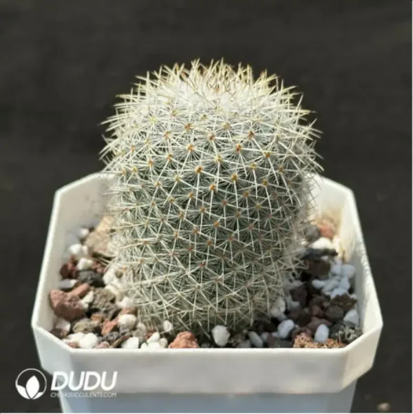 (Seed Grown)Cactus-Echinopsis white lady - Image 2