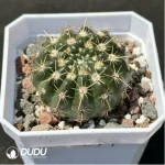 Cactus-Frailea schilinzkyana - Image 2