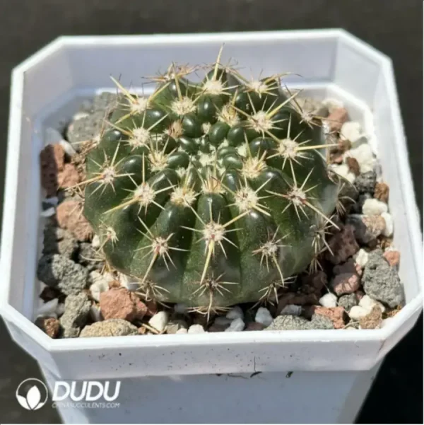 Cactus-Frailea schilinzkyana - Image 2