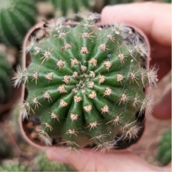 Cactus-Mammillaria polythele var.nudum - Image 1