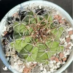 Cactus-Melo Boehm Cirrus