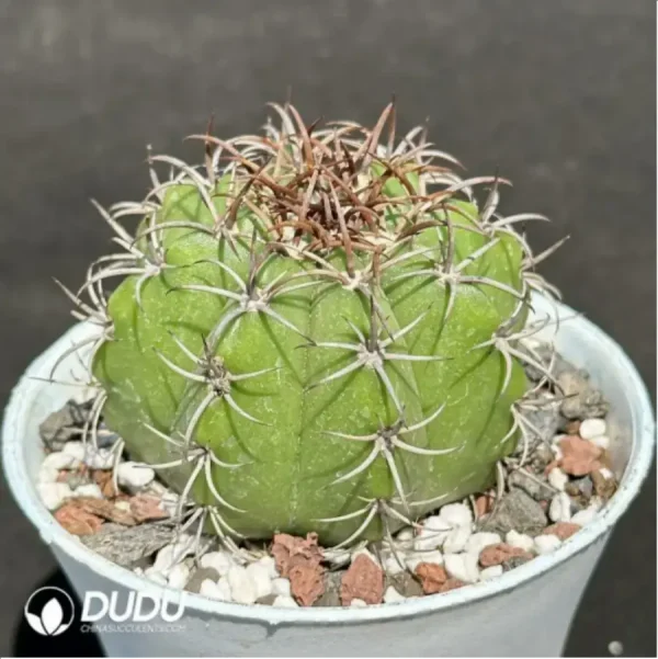 Cactus-Melo Boehm Cirrus - Image 2