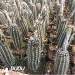 Cactus-Echinopsis mirabilis