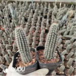 Cactus-Echinopsis mirabilis - Image 2