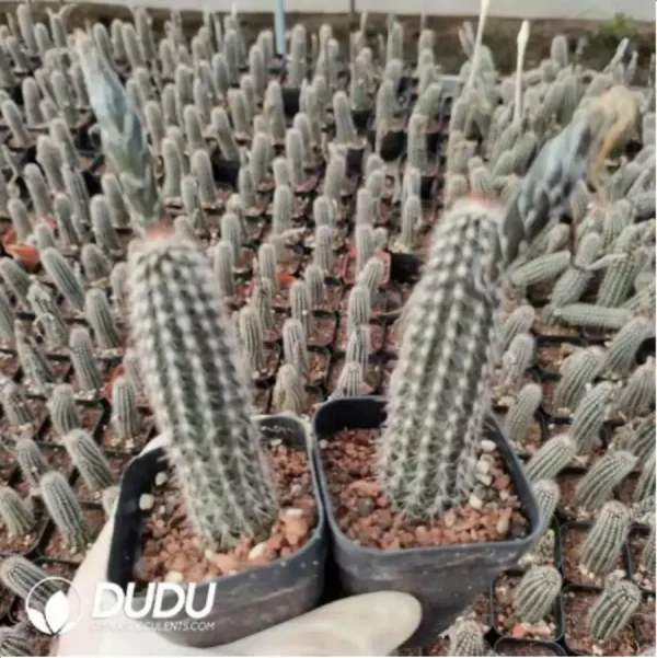 Cactus-Echinopsis mirabilis - Image 2