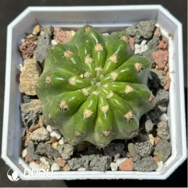 1756114008-1-2132.webp Cactus-Echinopsis subdenudata Variegate - Image 1