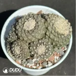 Cactus-Copiapoa tenuissima Clustering
