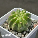 Cactus-Echinopsis subdenudata Variegate - Image 2