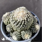 Cactus-Copiapoa tenuissima Clustering - Image 2