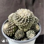 Cactus-Copiapoa tenuissima Clustering - Image 3