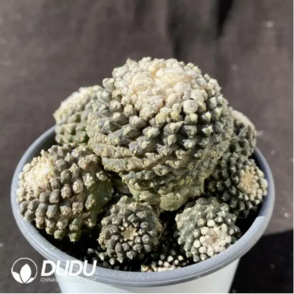 Cactus-Copiapoa tenuissima Clustering - Image 3