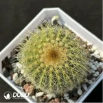 Cactus-Echino grusonii