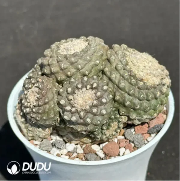 Cactus-Copiapoa tenuissima Clustering - Image 4