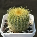 Cactus-Echino grusonii - Image 2
