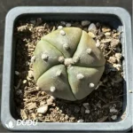 (Seed Grown)Cactus-Astrophytum asterias var.five