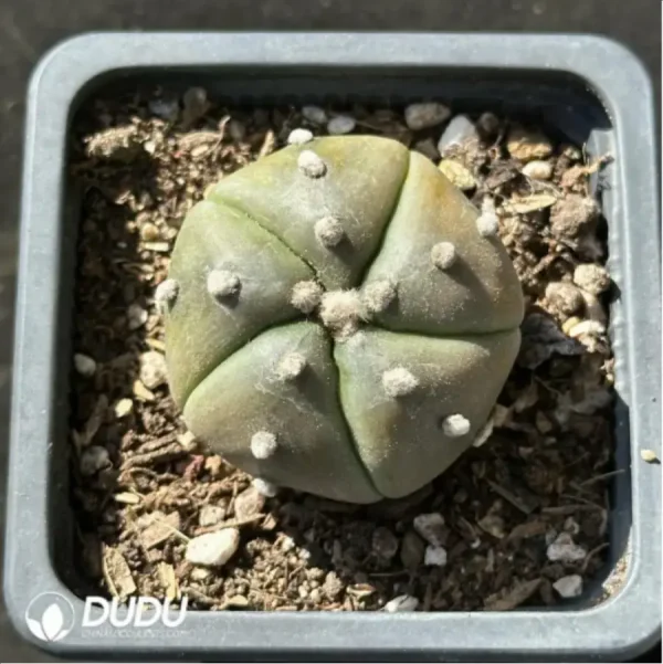 1756114015-1-2997.webp (Seed Grown)Cactus-Astrophytum asterias var.five - Image 1