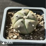 (Seed Grown)Cactus-Astrophytum asterias var.five - Image 2