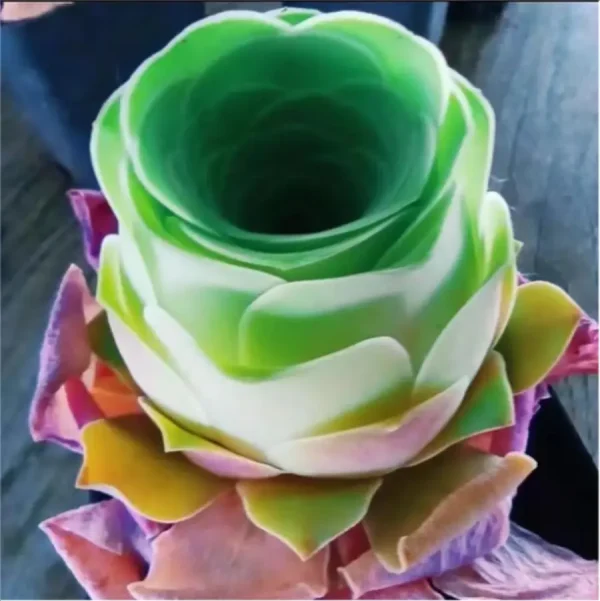 1756114025-1-3102.webp Aeonium Greenovia diplocycla (willd.)Webb et Berthel - Image 1