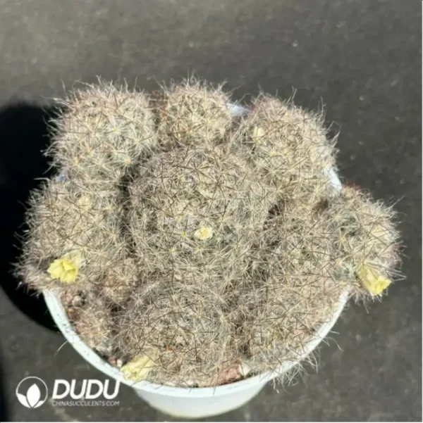 1756114026-1-2078.webp (Seed Grown)Cactus-Mammillaria prohjera - Image 1
