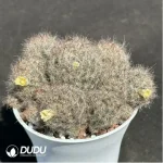 (Seed Grown)Cactus-Mammillaria prohjera - Image 2