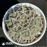 (Seed Grown)Cactus-Gymnocalycium riojense