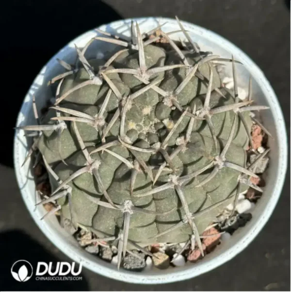 1756114029-1-2081.webp (Seed Grown)Cactus-Gymnocalycium riojense - Image 1