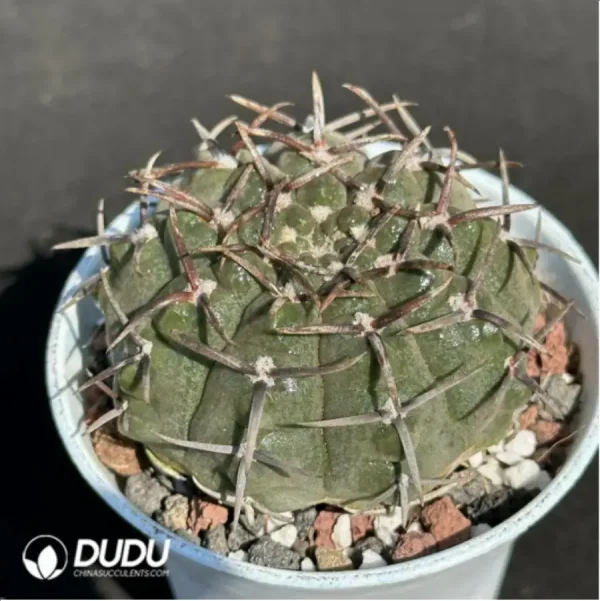 (Seed Grown)Cactus-Gymnocalycium riojense - Image 2