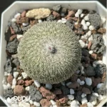 Cactus-Epithelantha micromeris ssp. unguispina