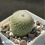 Cactus-Epithelantha micromeris ssp. unguispina - Image 2