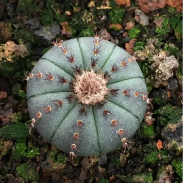 (Seed Grown)Frailea castanea - Image 1