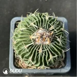 Cactus-Echinofosstulo lloydii Britt et rose