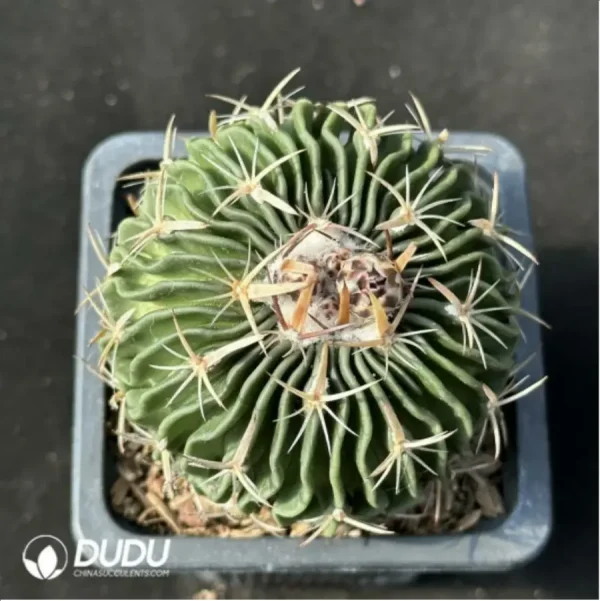 Cactus-Echinofosstulo lloydii Britt et rose - Image 1