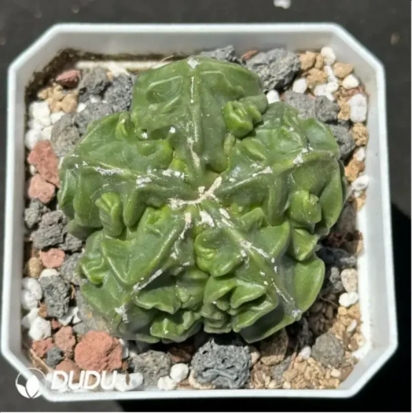 Cactus-Astrophytum myriostigma walnut - Image 1